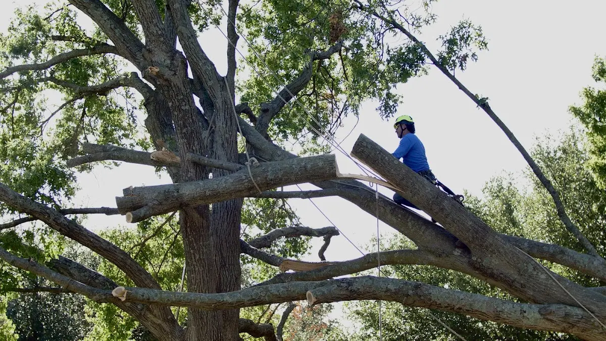 Professional Hazardous Tree Removal performed by certified arborists in Oldenburg