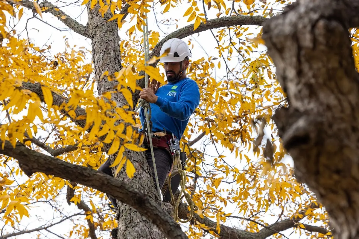 Skilled Storm Damage Cleanup crew working in Oldenburg